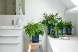 Jakie rośliny do łazienki: idealne gatunki na wilgotne warunki