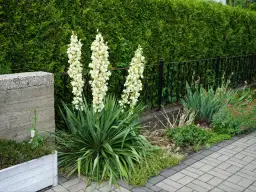 Juka nie kwitnie? Sprawdź, jak pobudzić ją do kwitnienia!