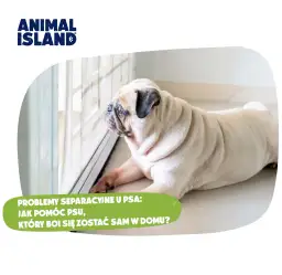 Jak nauczyć szczeniaka samotności? Uniknij lęku separacyjnego!