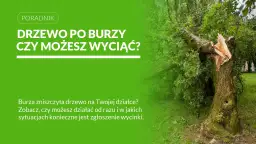 Złamane po burzy drzewo z widocznym pęknięciem pnia, otoczone zielenią.
