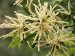 Jak kwitnie kasztan jadalny - poznaj piękno jego kwiatów i zapach