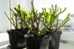 Pelargonie po zimie, gotowe do rozmnażania. Młode listki pojawiają się na przyciętych pędach, zapowiadając nowy sezon.