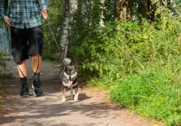 Weekend z psem: odkryj top miejsca przyjazne zwierzętom na Śląsku