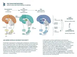 Czy rehabilitacja boli? Jak odróżnić "dobry" ból od "złego"?