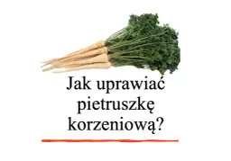 Jak uprawiać pietruszkę - proste sposoby na zdrowe plony w ogrodzie