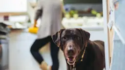 Czy pies może jeść kaszę? Sprawdź, które są bezpieczne i zdrowe