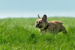 Brązowy buldog francuski w obroży stoi w zielonej trawie na tle błękitnego nieba.