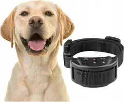 Gdzie kupić obrożę Preventic dla psa? Sprawdzone opcje online