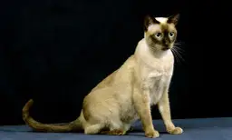 Kocię tonkijskie z jasnym futrem i ciemniejszymi znaczeniami na pyszczku i uszach, siedzące na ciemnym tle.