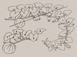 Jak przycinać dynie? Poradnik dla ogrodników na każdy sezon upraw