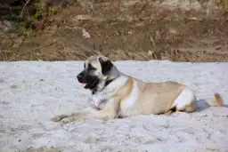 Duży kangal leży na piaszczystej plaży, jego imponujący wzrost i potężna budowa ciała robią wrażenie.