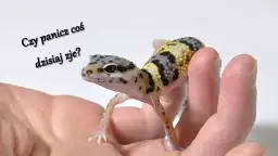 Jak często karmić gekona lamparciego w zależności od jego wieku?