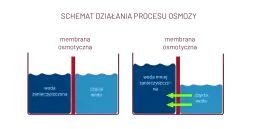 Czym tak naprawdę jest zjawisko osmozy i jak działa w życiu codziennym