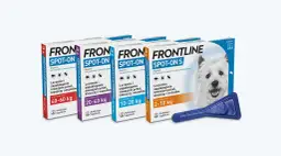 Kleszcze u psa: Jak chronić i wybrać najlepszy preparat?