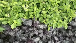 Dwa rodzaje bazylii: zielona i purpurowa, kwitnące w gruncie. Czy bazylia przezimuje w gruncie? Zależy od odmiany i klimatu.