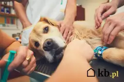 Ile kosztuje eutanazja psa? Pełny cennik i koszty pożegnania