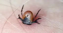 Ile żyje kleszcz? Od 2 dni do 4 lat poznaj prawdę.