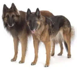 Pies czy suka owczarka niemieckiego? Kluczowe różnice i koszty