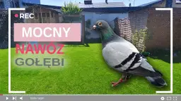 Jak zrobić nawóz z gołębich odchodów i uniknąć błędów w uprawie
