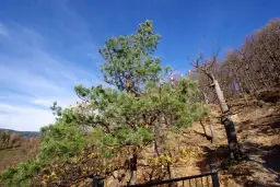 Rezerwat przyrody Góra Choina - unikalne miejsce pełne tajemnic