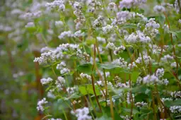 Jak kwitnie kasza gryczana - poznaj sekrety jej kwitnienia i wzrostu