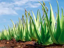 Jak posadzić aloes - proste sposoby na zdrową roślinę w domu