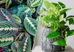 Jaki kwiat do przedpokoju? 8 najlepszych roślin do ciemnych wnętrz