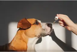 Jaki olej dla psa na sierść? Odkryj sekrety zdrowego futra