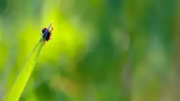 Skuteczne sposoby na to, jak pozbyć się kleszczy i uniknąć chorób