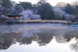 Die richtige Größe für einen Koi-Teich: So vermeiden Sie Fehler