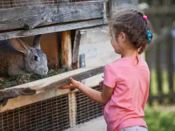 Jak zrobić klatkę dla królika z palet - łatwe kroki i porady