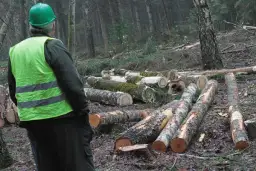 Kradzież drzewa z lasu - gdzie zgłosić i jak uniknąć problemów