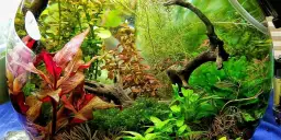 Akwarium kula: jak urządzić i uniknąć typowych błędów?