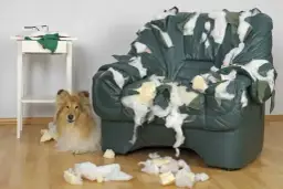 Czy pies może jeść papier - poznaj zagrożenia i skutki tego zachowania