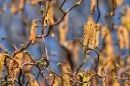 Co pyli w Szczecinie teraz? Luty 2026: Raport i porady dla alergików