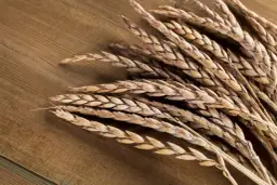 Mąka orkiszowa ciemna do czego? Sprawdź jej wyjątkowe zastosowania