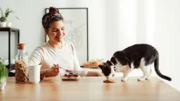 Czy koty mogą jeść owoce? Bezpieczne i toksyczne opcje dla kotów