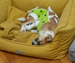 Kastracja psa: opinie, korzyści i niezbędne porady przed zabiegiem