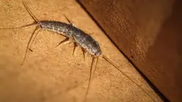 Rybiki w łazienkach - skąd się biorą i jak ich uniknąć?