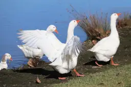 Hodowla gęsi czy się opłaca? Odkryj zyski i koszty tej działalności