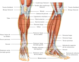 Todo lo que necesitas saber sobre el músculo de piernas y su función