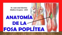 Todo sobre el músculo poplíteo: anatomía, función y lesiones comunes