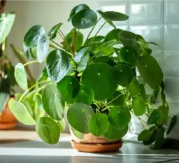 Nawóz z herbaty do jakich kwiatów: odkryj rośliny, które zyskają