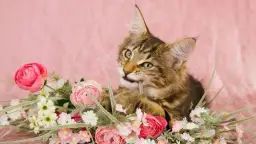 Czy róże są trujące dla kota - poznaj prawdę o bezpieczeństwie pupila