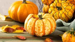 Sezon na dynie: do kiedy trwa i jak zbierać je w najlepszym czasie