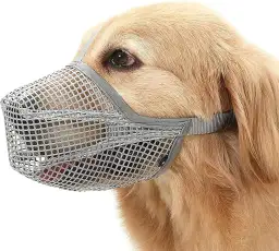 Kaganiec dla psa: jak dobrać, by był bezpieczny i wygodny?