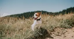Jaki pies w góry - najlepsze rasy do wędrówek i ich cechy