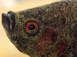 Chory bojownik - jak rozpoznać objawy i skutecznie leczyć rybki