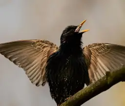 Czy szpaki zimują w Polsce? Zaskakująca prawda o tych ptakach - Poradnik