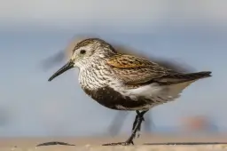 Rezerwat przyrody Ptasi Raj: Odkryj niezwykły świat ptaków i roślin